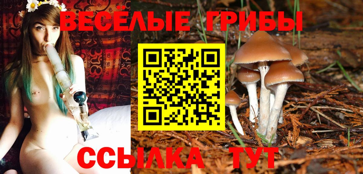 Новоалександровск  Псилоцибиновые грибы Cubensis  Вход с VPN 